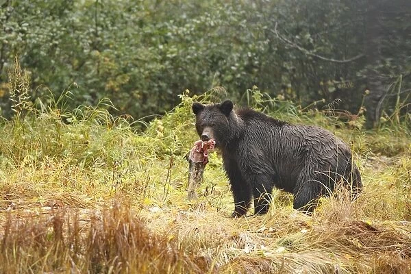 Grizzly bear - carrying salmon in mouth. Mussel Bay. British Columbia - Canada