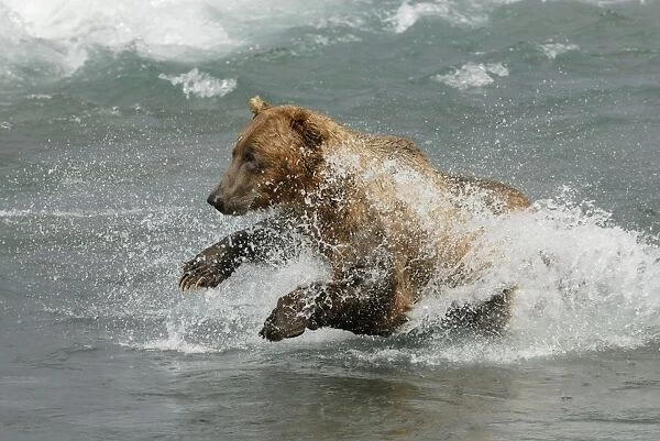 Grizzly bear catching salmon, Alaska, USA