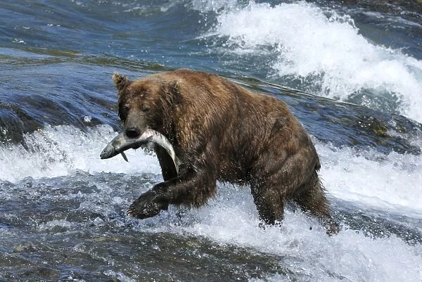 Grizzly Bear - catching salmon in river. Katmai National Park - Alaska - USA