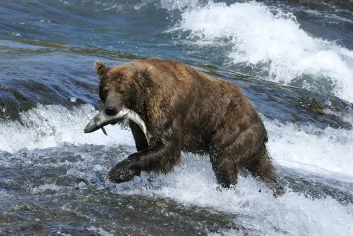 Framed Print : Grizzly Bear - catching salmon in river. Katmai National Park - Alaska - USA Framed Print : Grizzly Bear - catching salmon in river. Katmai National Park - Alaska - USA
