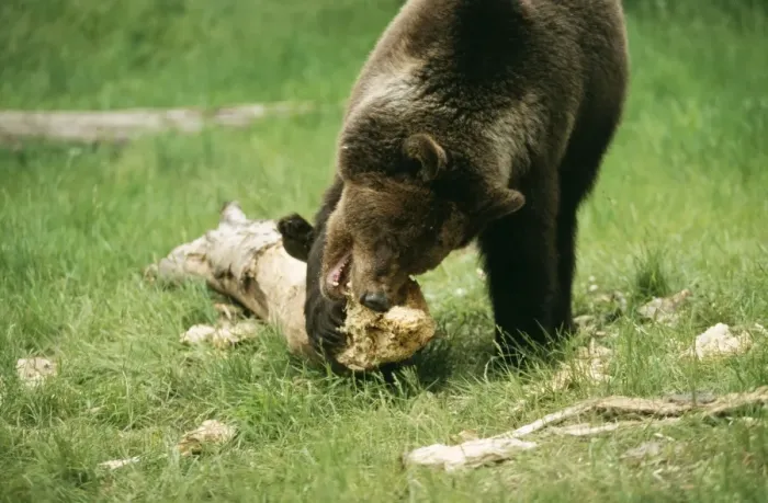 Framed Print : Grizzly Bear Chewing Framed Print : Grizzly Bear Chewing