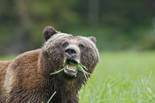 Grizzly Bear - chewing grass close-up. Khuzemateen Grizzly Bear Sanctuary - British Colombia - Canada