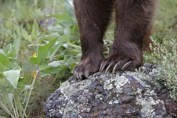 Grizzly bear - close-up of feet. Montana - USA