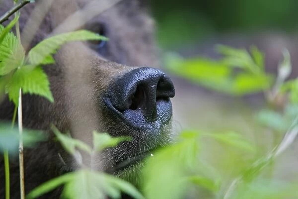 Grizzly Bear - close-up of nose. Khuzemateen Grizzly Bear Sanctuary - British Colombia - Canada