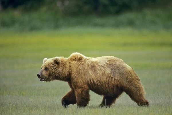 Grizzly Bear  /  Coastal Brown Bear along the Katmai coast - Alaska Peninsula - Alaska - Summer. MA1070