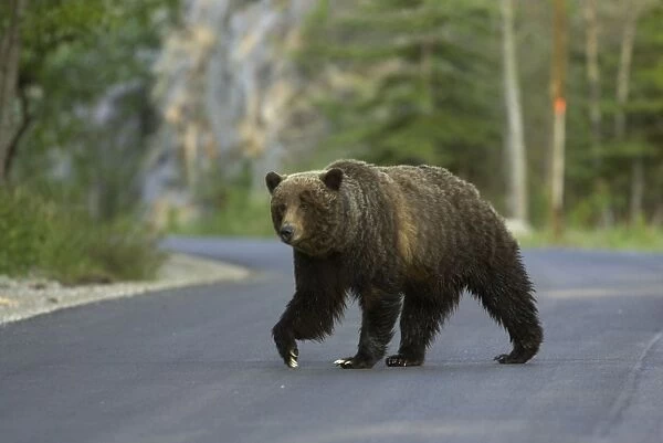 Grizzly Bear - crossing road - Canadian Rocky Mountains - Alberta - Canada MA002202