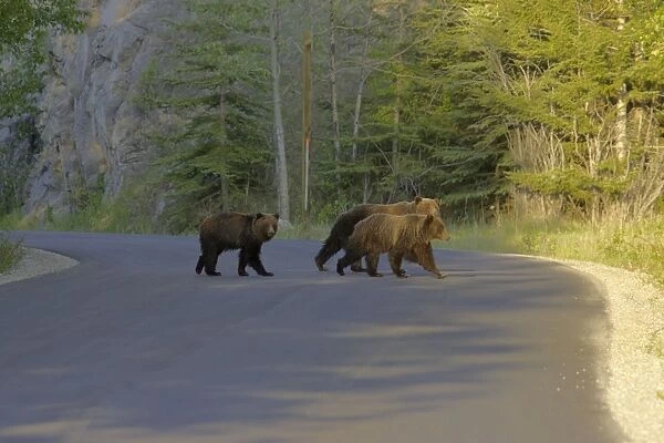 Grizzly Bear - crossing road - Canadian Rocky Mountains - Alberta - Canada MA002198