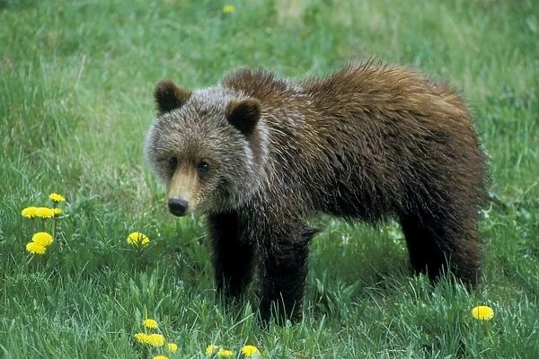Grizzly Bear Cub - Banff National Park - Alberta - Northern Rockies - Canada. June. MA132