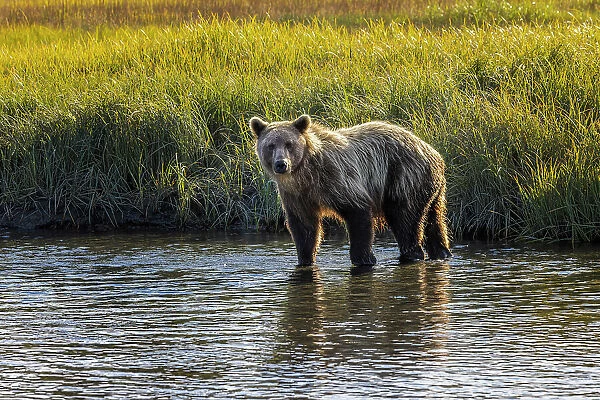 Grizzly bear cub crossing grassy meadow, Lake Clark National Park and Preserve, Alaska, Silver Salmon Creek Date: 28-08-2021