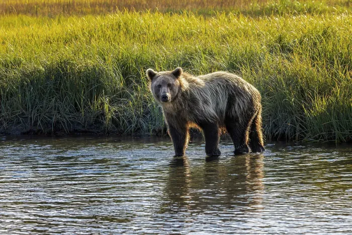 Framed Print : Grizzly bear cub crossing grassy meadow, Lake Clark National Park and Preserve, Alaska, Silver Salmon Creek Date: 28-08-2021 Framed Print : Grizzly bear cub crossing grassy meadow, Lake Clark National Park and Preserve, Alaska, Silver Salmon Creek Date: 28-08-2021