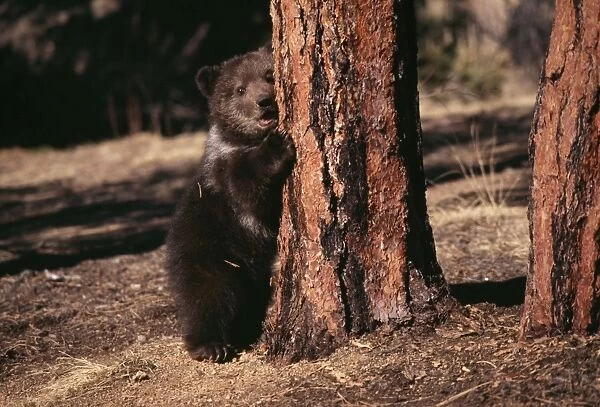 Grizzly Bear Cub in Ponderosa Pine forest