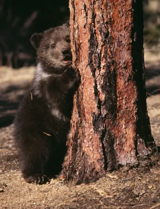 Framed Print : Grizzly Bear Cub in Ponderosa Pine forest Framed Print : Grizzly Bear Cub in Ponderosa Pine forest