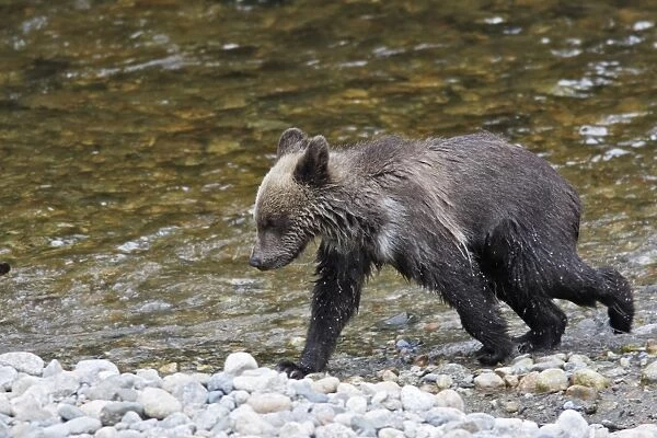 Grizzly bear - cub by river. Knight Inlet - Glendale Cove - British Columbia - Canada