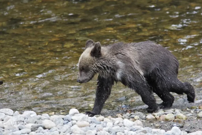 Framed Print : Grizzly bear - cub by river. Knight Inlet - Glendale Cove - British Columbia - Canada Framed Print : Grizzly bear - cub by river. Knight Inlet - Glendale Cove - British Columbia - Canada