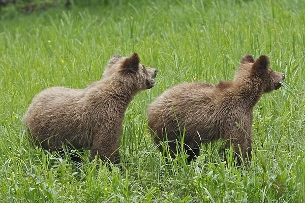 Grizzly Bear - two cubs eating grass. Khuzemateen Grizzly Bear Sanctuary - British Colombia - Canada