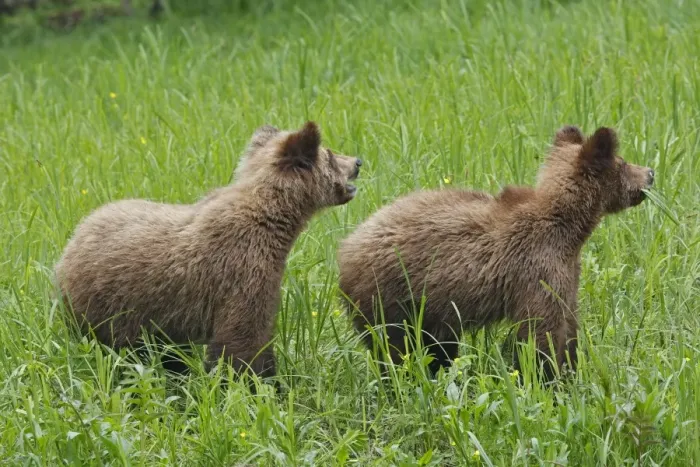 Framed Print : Grizzly Bear - two cubs eating grass. Khuzemateen Grizzly Bear Sanctuary - British Colombia - Canada Framed Print : Grizzly Bear - two cubs eating grass. Khuzemateen Grizzly Bear Sanctuary - British Colombia - Canada