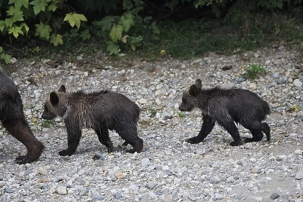 Grizzly bear - two cubs followig mother. Knight Inlet - Glendale Cove - British Columbia - Canada