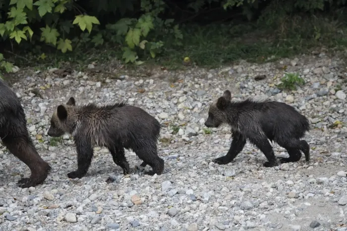 Framed Print : Grizzly bear - two cubs followig mother. Knight Inlet - Glendale Cove - British Columbia - Canada Framed Print : Grizzly bear - two cubs followig mother. Knight Inlet - Glendale Cove - British Columbia - Canada