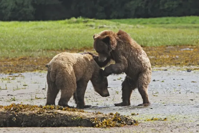 Framed Print : Grizzly Bear - two cubs play-fighting. Khuzemateen Grizzly Bear Sanctuary - British Colombia - Canada Framed Print : Grizzly Bear - two cubs play-fighting. Khuzemateen Grizzly Bear Sanctuary - British Colombia - Canada