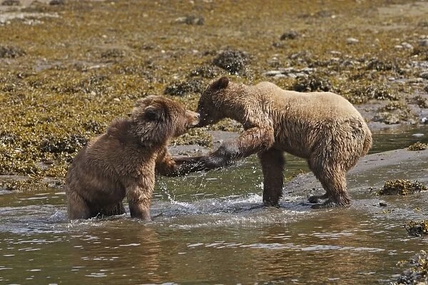 Grizzly Bear - two cubs play-fighting in water. Khuzemateen Grizzly Bear Sanctuary - British Colombia - Canada