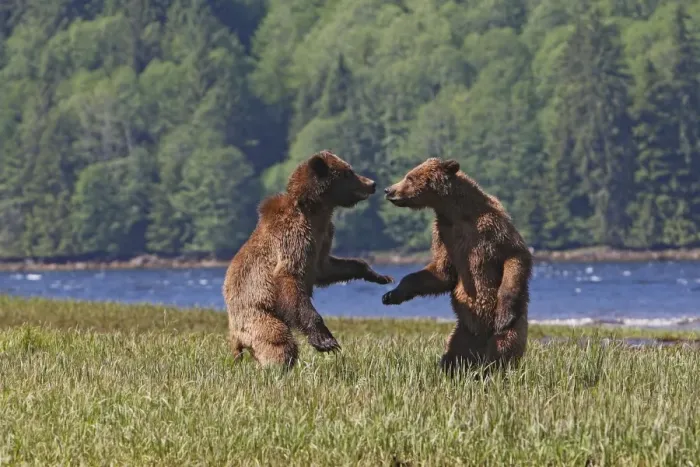 Framed Print : Grizzly Bear - two cubs play-fighting  /  wrestling. Khuzemateen Grizzly Bear Sanctuary - British Colombia - Canada