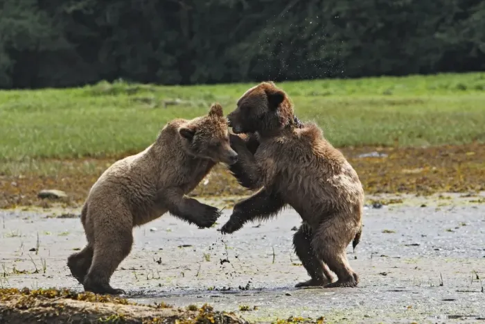 Framed Print : Grizzly Bear - two cubs play-fighting / wrestling. Khuzemateen Grizzly Bear Sanctuary - British Colombia - Canada Framed Print : Grizzly Bear - two cubs play-fighting / wrestling. Khuzemateen Grizzly Bear Sanctuary - British Colombia - Canada