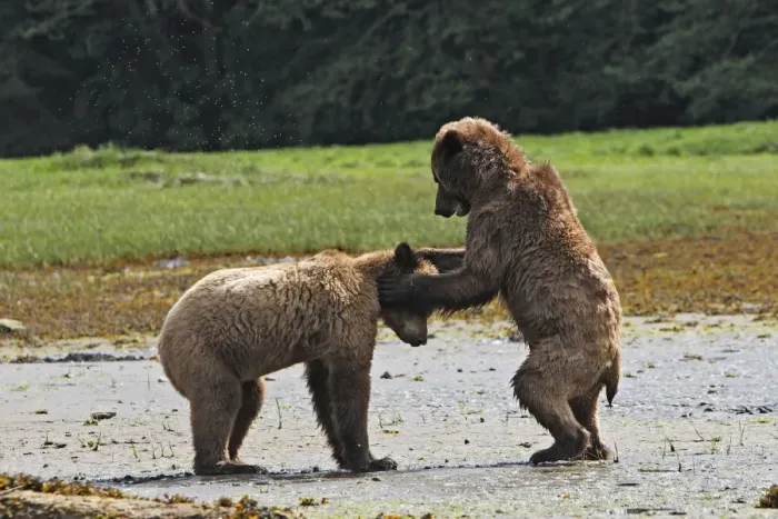 Framed Print : Grizzly Bear - two cubs play-fighting / wrestling. Khuzemateen Grizzly Bear Sanctuary - British Colombia - Canada Framed Print : Grizzly Bear - two cubs play-fighting / wrestling. Khuzemateen Grizzly Bear Sanctuary - British Colombia - Canada