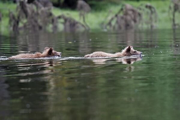 Grizzly Bear - two cubs swimming in estuary. Khuzemateen Grizzly Bear Sanctuary - British Colombia - Canada