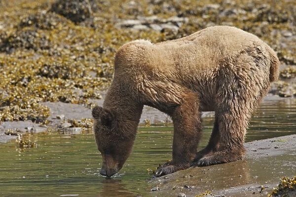 Grizzly Bear - drinking water. Khuzemateen Grizzly Bear Sanctuary - British Colombia - Canada
