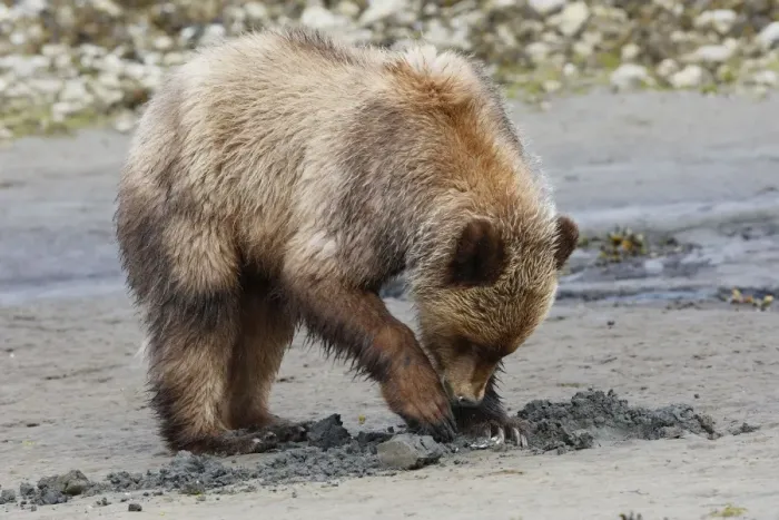 Framed Print : Grizzly Bear - eating clams on estuary beach. Khuzemateen Grizzly Bear Sanctuary - British Colombia - Canada Framed Print : Grizzly Bear - eating clams on estuary beach. Khuzemateen Grizzly Bear Sanctuary - British Colombia - Canada