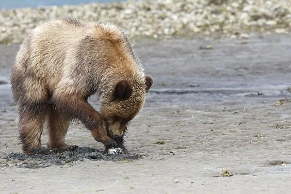 Grizzly Bear - eating clams on estuary beach. Khuzemateen Grizzly Bear Sanctuary - British Colombia - Canada