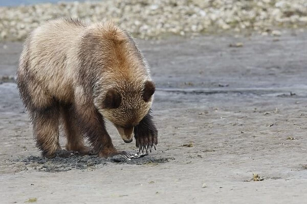 Grizzly Bear - eating clams on estuary beach - using claws to break into the shell. Khuzemateen Grizzly Bear Sanctuary - British Colombia - Canada