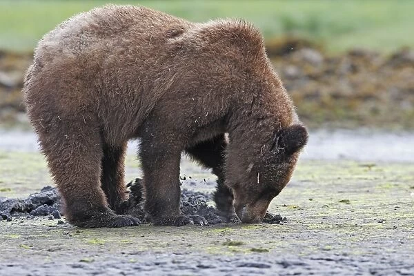 Grizzly Bear - eating clams on estuary beach - using claws to break into the shell. Khuzemateen Grizzly Bear Sanctuary - British Colombia - Canada