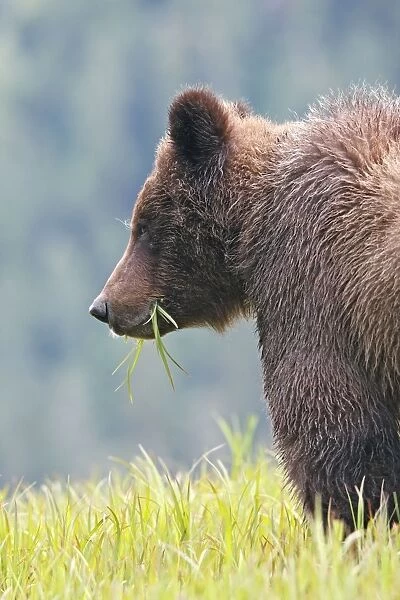 Grizzly Bear - eating grass close-up. Khuzemateen Grizzly Bear Sanctuary - British Colombia - Canada