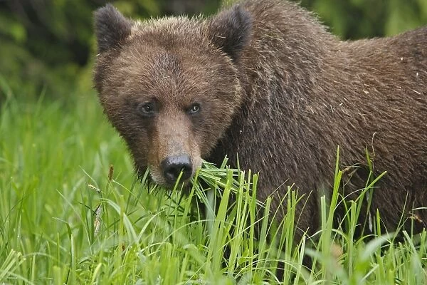 Grizzly Bear - eating grass. Khuzemateen Grizzly Bear Sanctuary - British Colombia - Canada