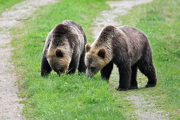 Grizzly bear - two eating grass. Knight Inlet - Glendale Cove - British Columbia - Canada