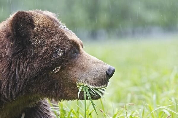 Grizzly Bear - eating grass showing wounds  /  scars on face. Khuzemateen Grizzly Bear Sanctuary - British Colombia - Canada