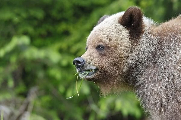 Grizzly Bear - eating grass in Spring. Khuzemateen Grizzly Bear Sanctuary - British Colombia - Canada