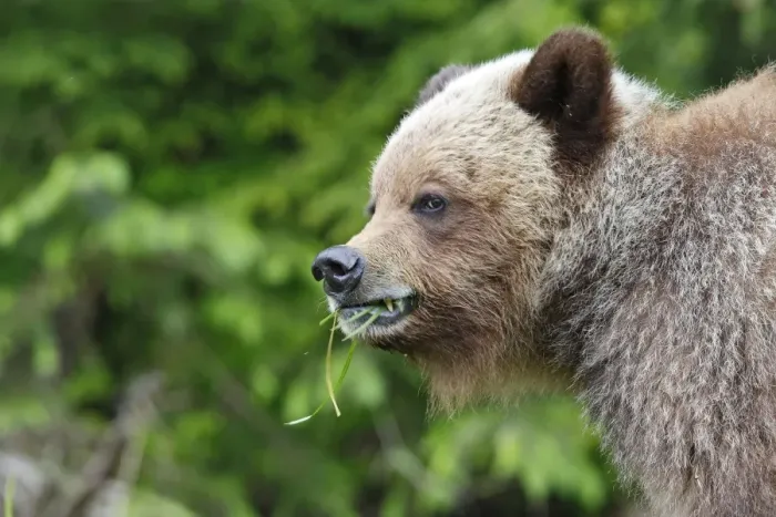 Framed Print : Grizzly Bear - eating grass in Spring. Khuzemateen Grizzly Bear Sanctuary - British Colombia - Canada