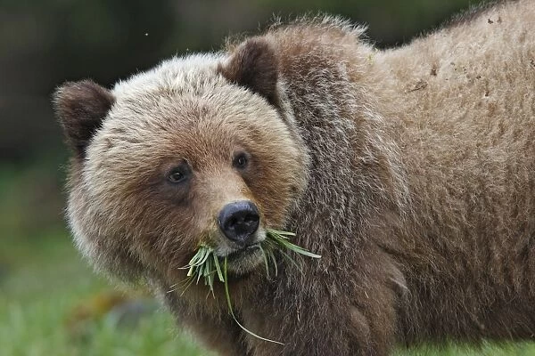 Grizzly Bear - eating grass in Spring. Khuzemateen Grizzly Bear Sanctuary - British Colombia - Canada