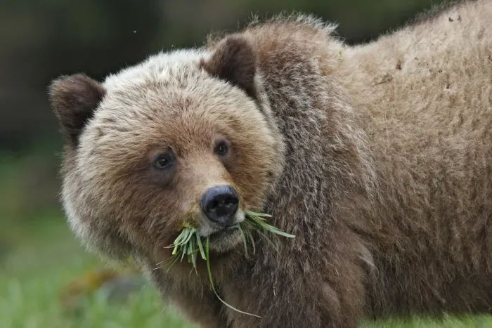 Framed Print : Grizzly Bear - eating grass in Spring. Khuzemateen Grizzly Bear Sanctuary - British Colombia - Canada Framed Print : Grizzly Bear - eating grass in Spring. Khuzemateen Grizzly Bear Sanctuary - British Colombia - Canada