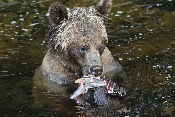 Grizzly bear - eating salmon in river. Knight Inlet - Glendale Cove - British Columbia - Canada