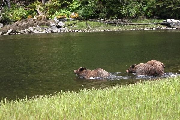 Grizzly Bear - two entering estuary. Khuzemateen Grizzly Bear Sanctuary - British Colombia - Canada