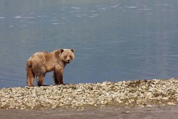 Grizzly Bear - on estuary beach. Khuzemateen Grizzly Bear Sanctuary - British Colombia - Canada