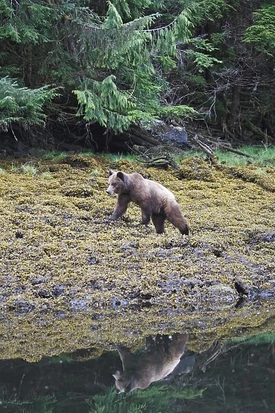 Grizzly Bear - at estuary edge. Khuzemateen Grizzly Bear Sanctuary - British Colombia - Canada