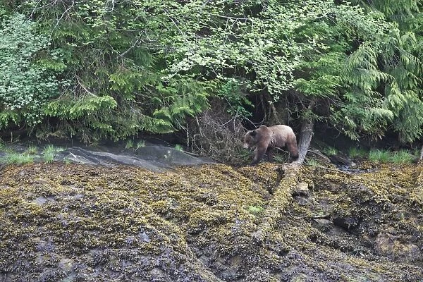 Grizzly Bear - at estuary edge. Khuzemateen Grizzly Bear Sanctuary - British Colombia - Canada