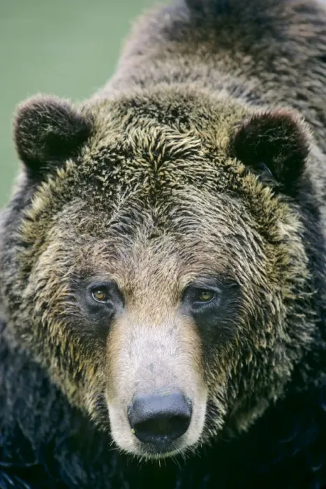 Framed Print : Grizzly bear face. MA380 Framed Print : Grizzly bear face. MA380