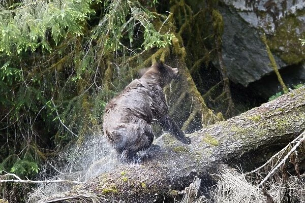 Grizzly Bear - on fallen tree trunk shaking water off. Khuzemateen Grizzly Bear Sanctuary - British Colombia - Canada