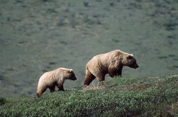 Grizzly Bear - female & cub - Alaska