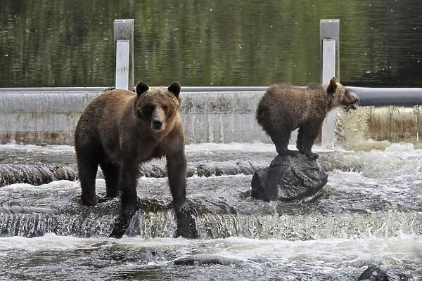 Grizzly bear - female with cub fishing for salmon in river. Knight Inlet - Glendale Cove - British Columbia - Canada